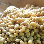 大豆　半煮半蒸